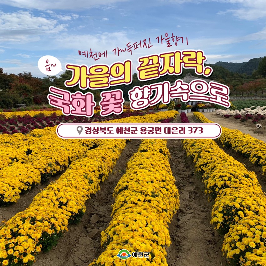 1.가을의 끝자락, 국화 꽃 향기속으로 회룡포 가을을 걷다 음악회 개최 소식